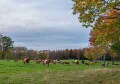 Eine Herde zufriedener Tiere