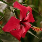 Eine herrliche Hibiskusblüte . . .