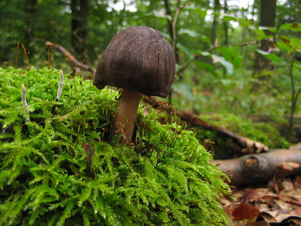 eine herrliche laune der natur