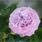  Eine herrliche Rose 