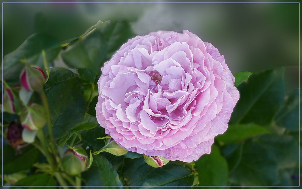  Eine herrliche Rose 