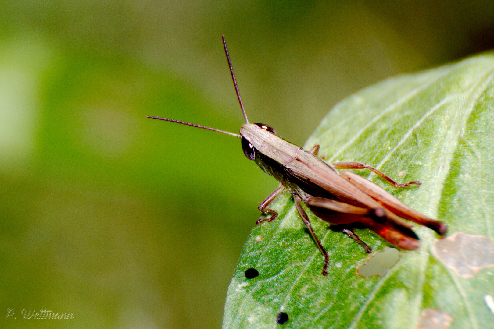 Eine Heuschrecke