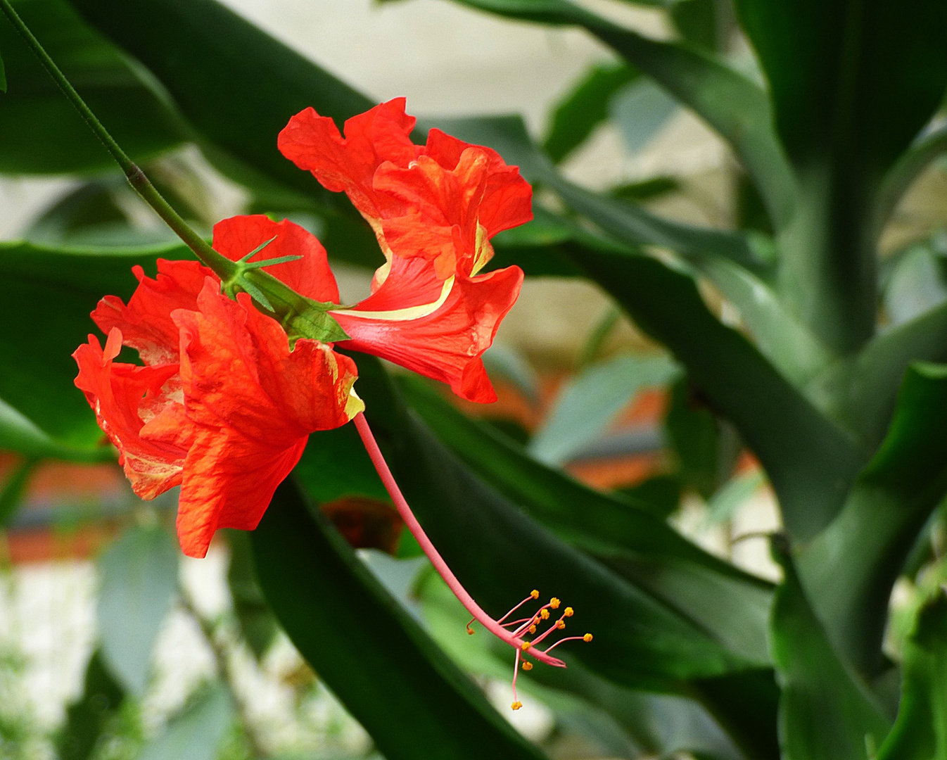 Eine Hibiskusblüte . . .