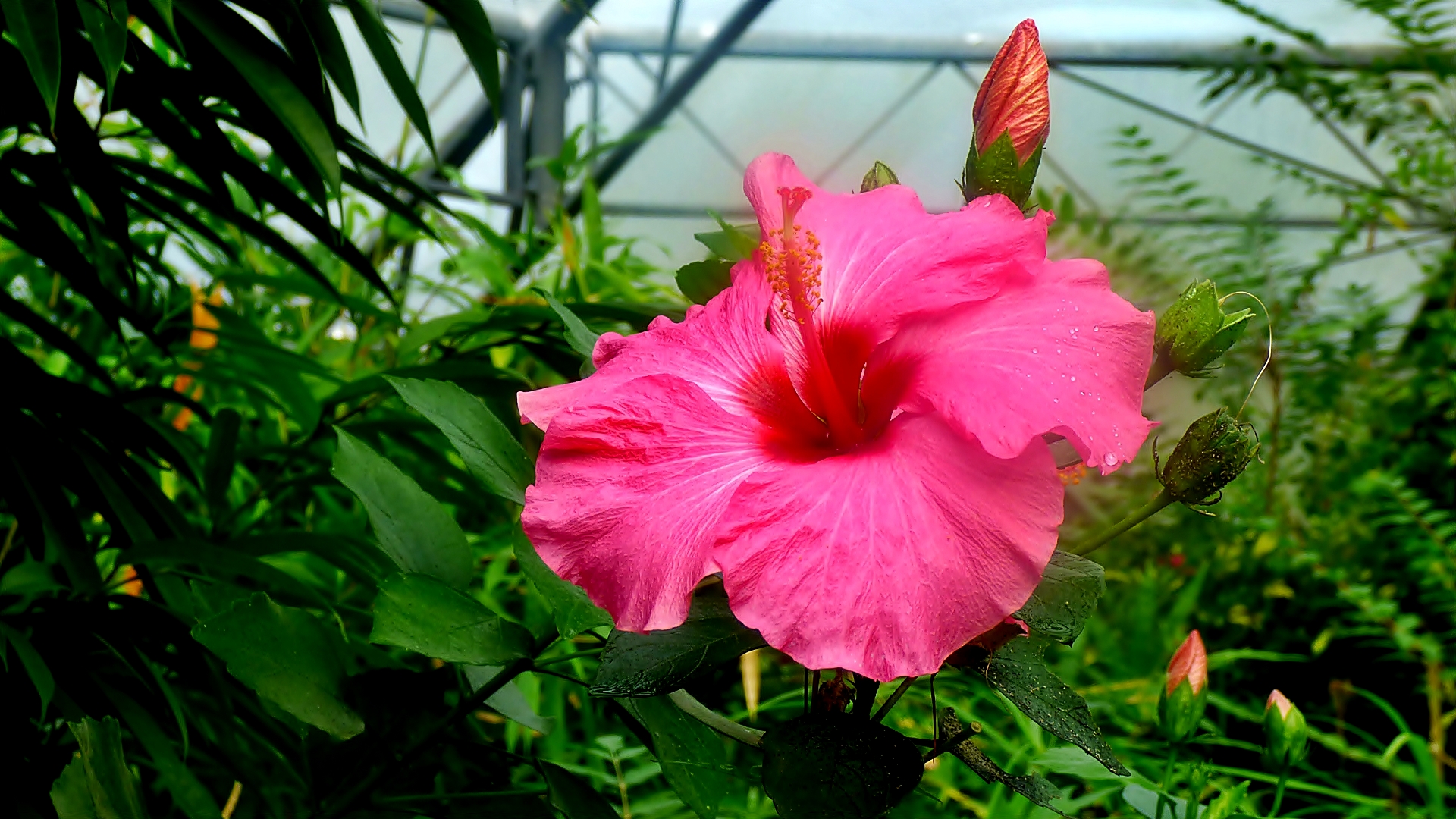 Eine Hibiskusblüte . . .