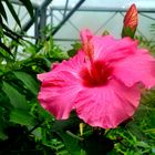 Eine Hibiskusblüte . . .