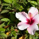 ~ Eine Hibiskusblüte ~