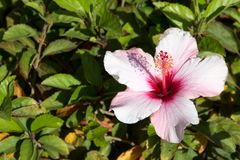 ~ Eine Hibiskusblüte ~