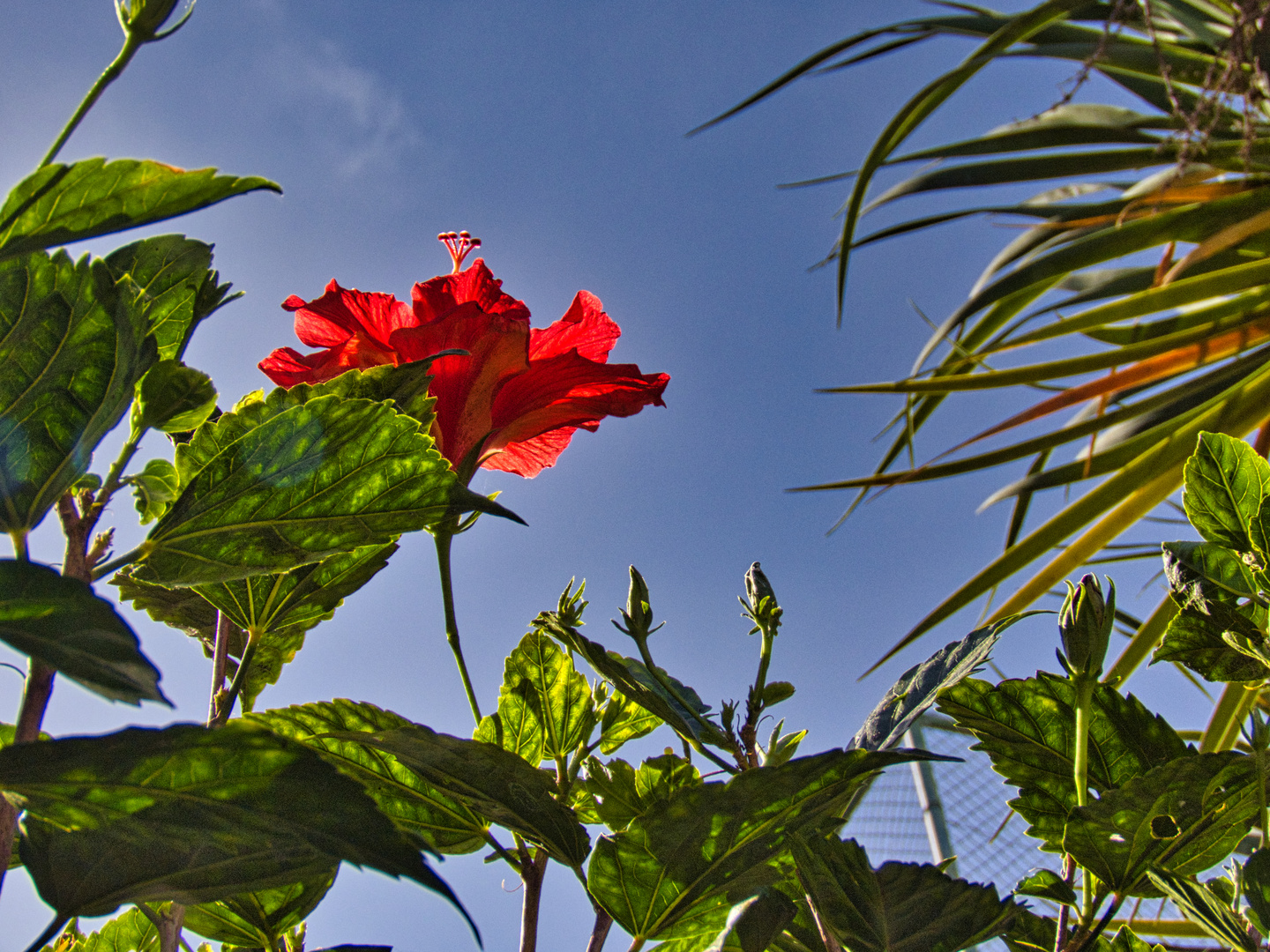 Eine Hibiskusblüte ragt gen Himmel...