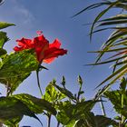 Eine Hibiskusblüte ragt gen Himmel...