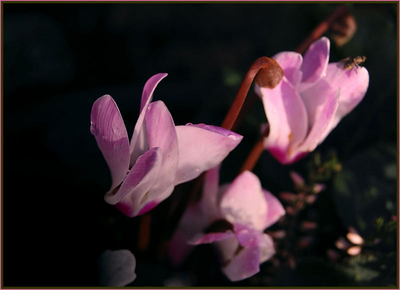 Eine höfliche Blüte...