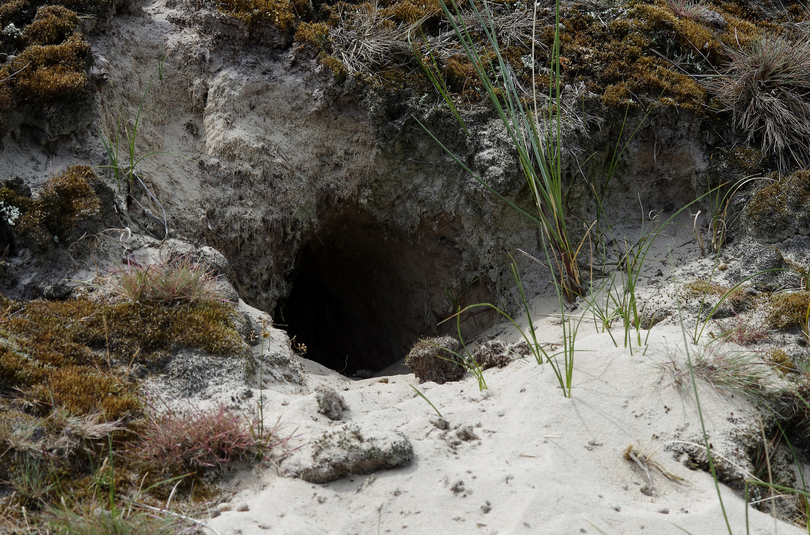 eine Höhle in den Dünen