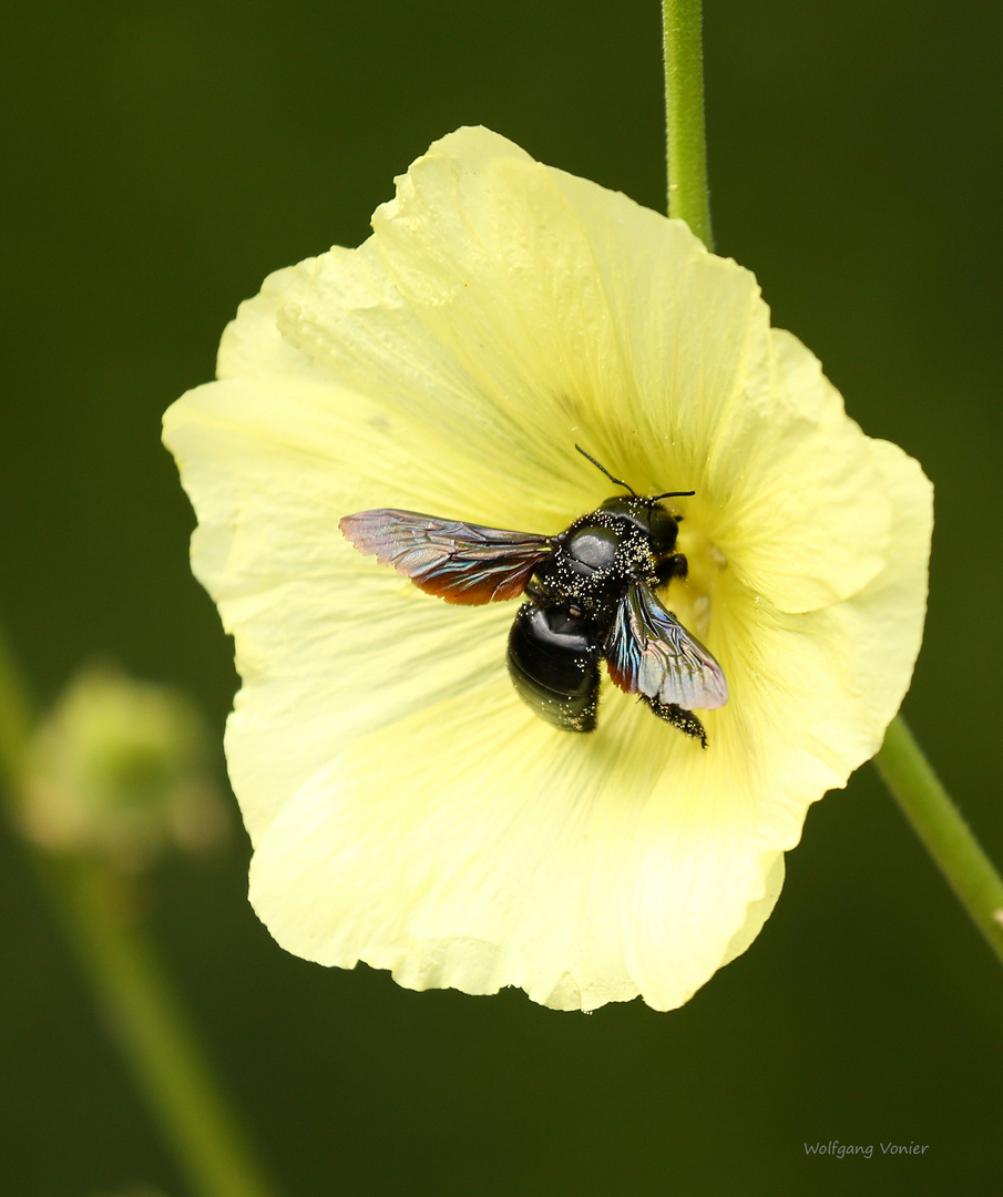 Eine Holzbiene auf einer Stockrose