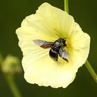 Eine Holzbiene auf einer Stockrose