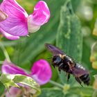 Eine Holzbiene fliegt von Blüte zu Blüte