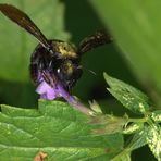 Eine Holzhummel