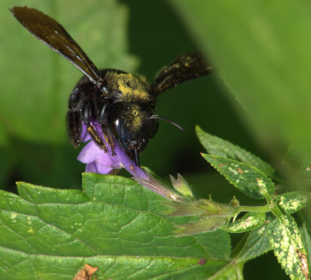 Eine Holzhummel