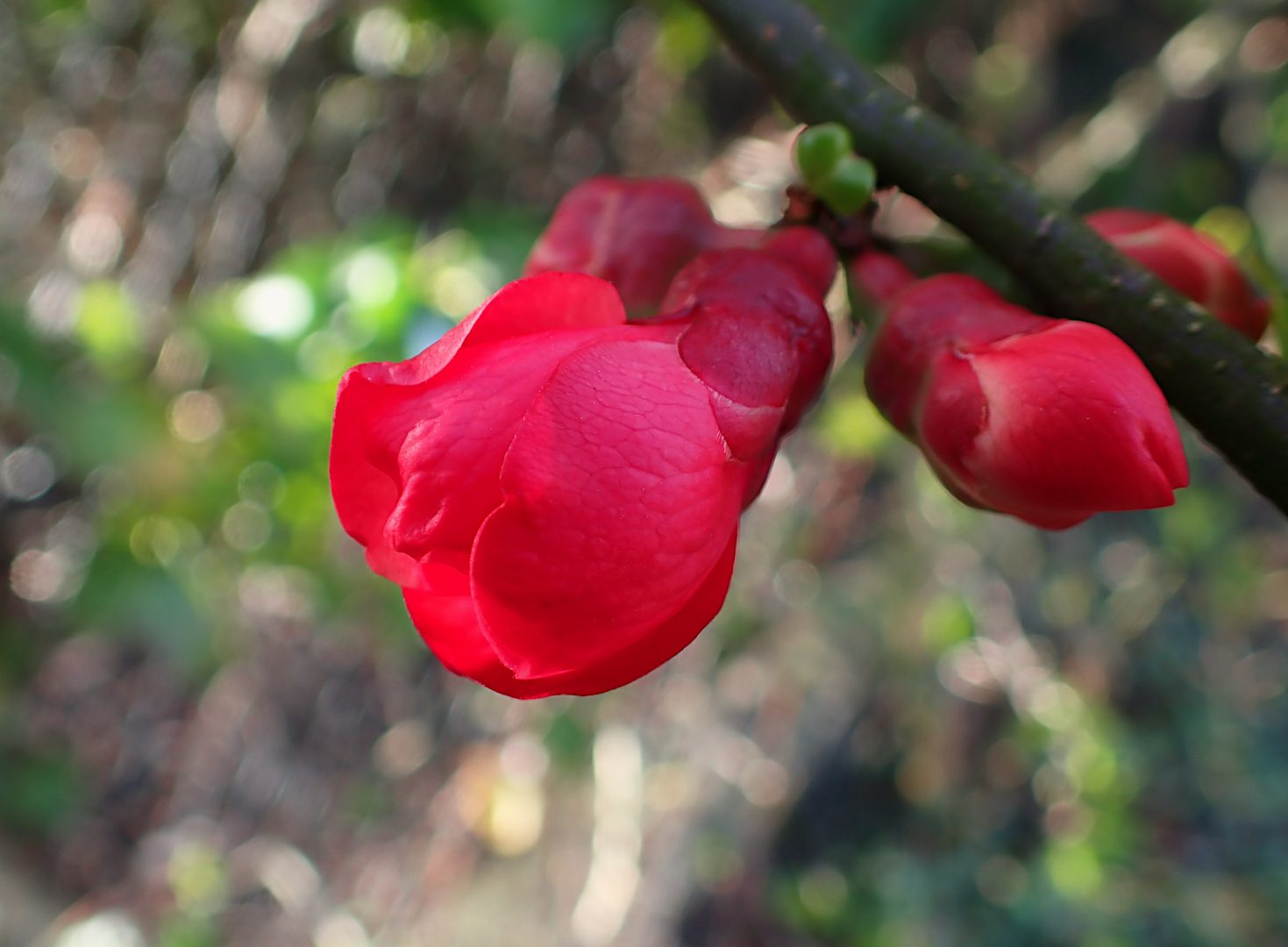 EINE HOMMAGE AN CHAENOMELES