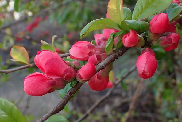 EINE HOMMAGE AN CHAENOMELES II