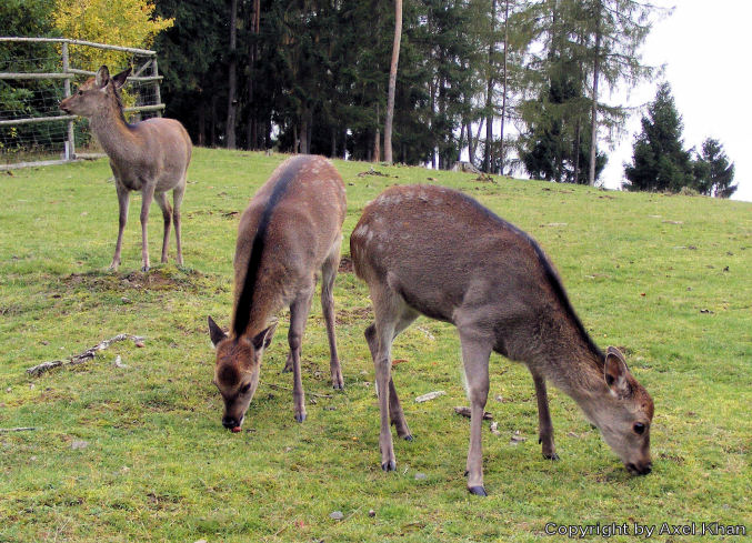 Eine Horde Rehe