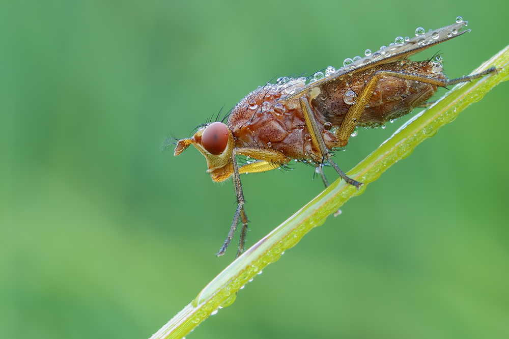 ~ Eine Hornfliege am Morgen vertreibt alle Sorgen ~