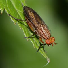 Eine Hornfliege (Fam. Sciomyzidae) der Gattung Tetanocera (fusciformis?)