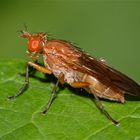 Eine Hornfliege (Fam. Sciomyzidae): Weibchen einer Tetanocera-Art