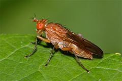 Eine Hornfliege (Fam. Sciomyzidae): Weibchen einer Tetanocera-Art