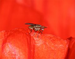 Eine Hornfliege (Limnia unguicornis) auf dem ersten aufgeblühten Gartenmohn dieses Jahres