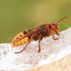 Eine Hornisse am Einflugloch für den Waldkauz