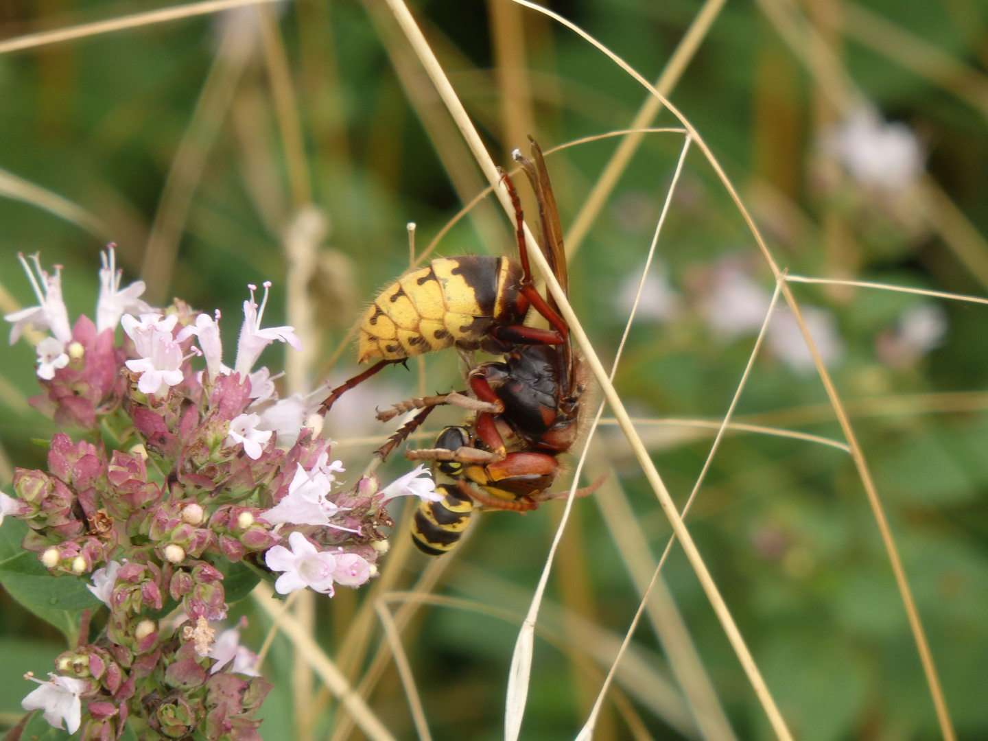 Eine Hornisse (Vespa crabro) verspeist eine kleinere Wespenart