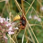 Eine Hornisse (Vespa crabro) verspeist eine kleinere Wespenart