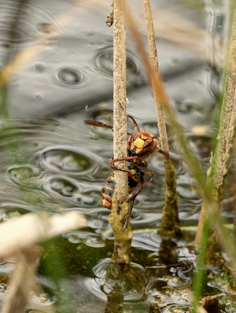 Eine Hornissenkönigin... die förmlich aus dem Wasser entstieg