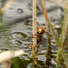 Eine Hornissenkönigin... die förmlich aus dem Wasser entstieg