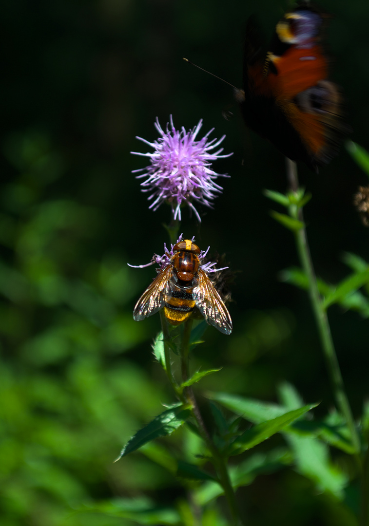 Eine Hornissenschwebfliege und ein Tagpfauenauge im Flug...