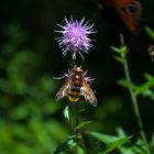 Eine Hornissenschwebfliege und ein Tagpfauenauge im Flug...