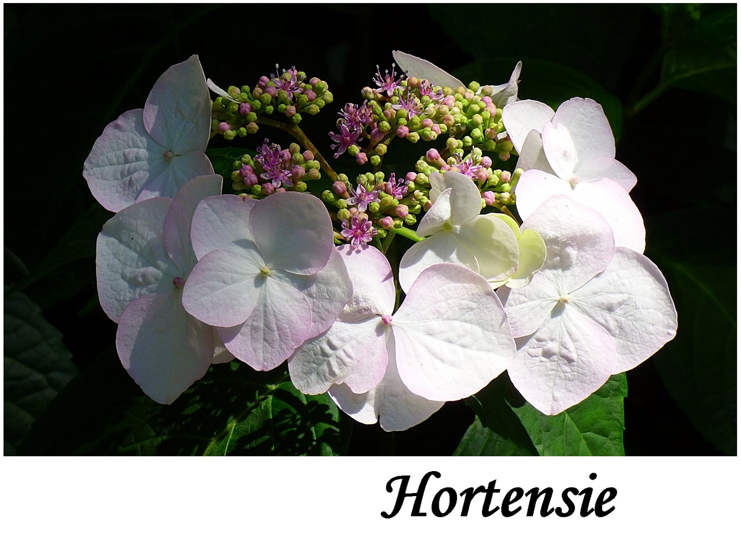 Eine Hortensienblüte . . .