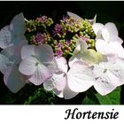 Eine Hortensienblüte . . .