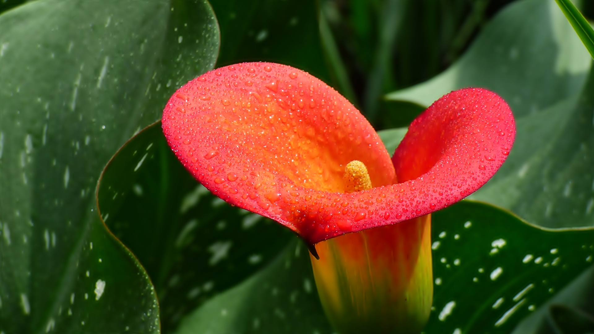 Eine hübsche Calla-Blüte . . .