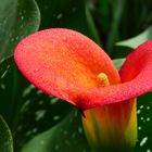 Eine hübsche Calla-Blüte . . .