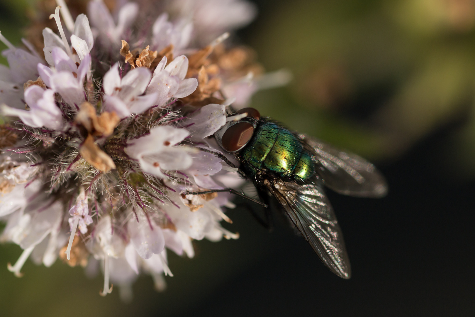 Eine hübsche Fliege