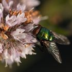 Eine hübsche Fliege