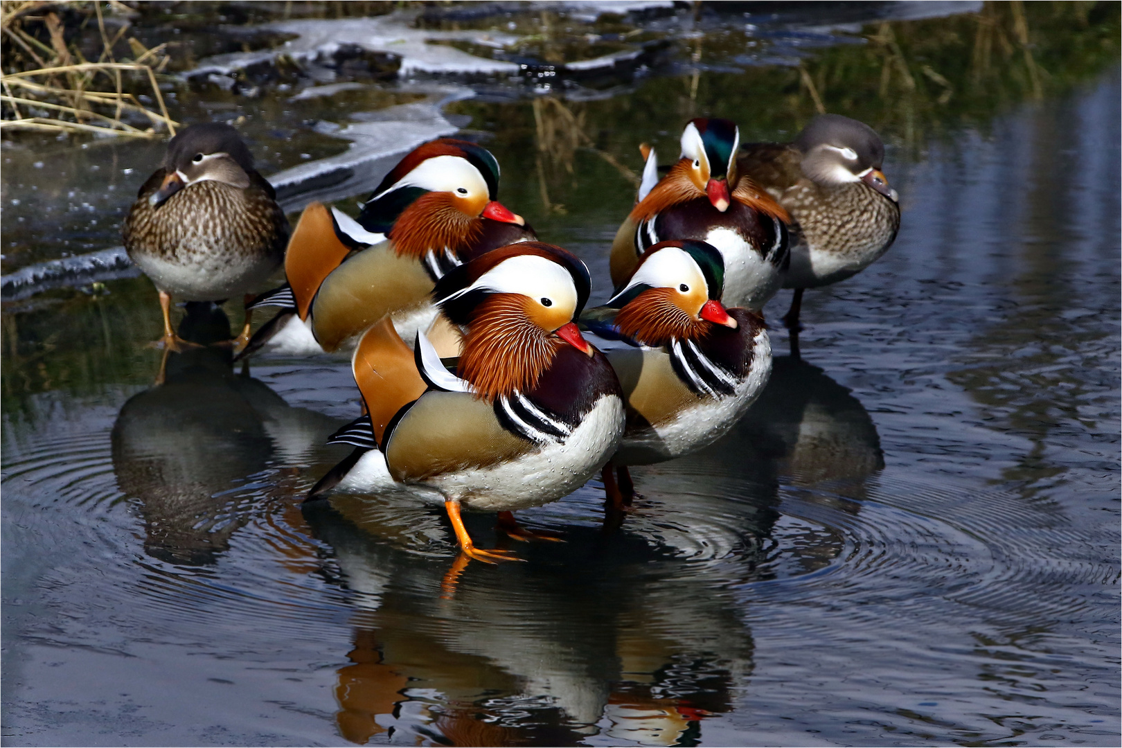 Eine hübsche Gesellschaft - Mandarinenten - wildlife 