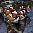 Eine hübsche Gesellschaft - Mandarinenten - wildlife 