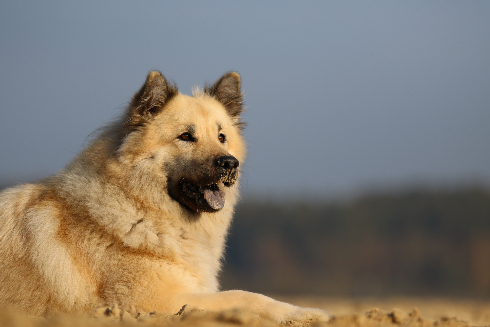 Eine hübsche Hündin! Foto & Bild | urlaub, fotos, hunde Bilder auf