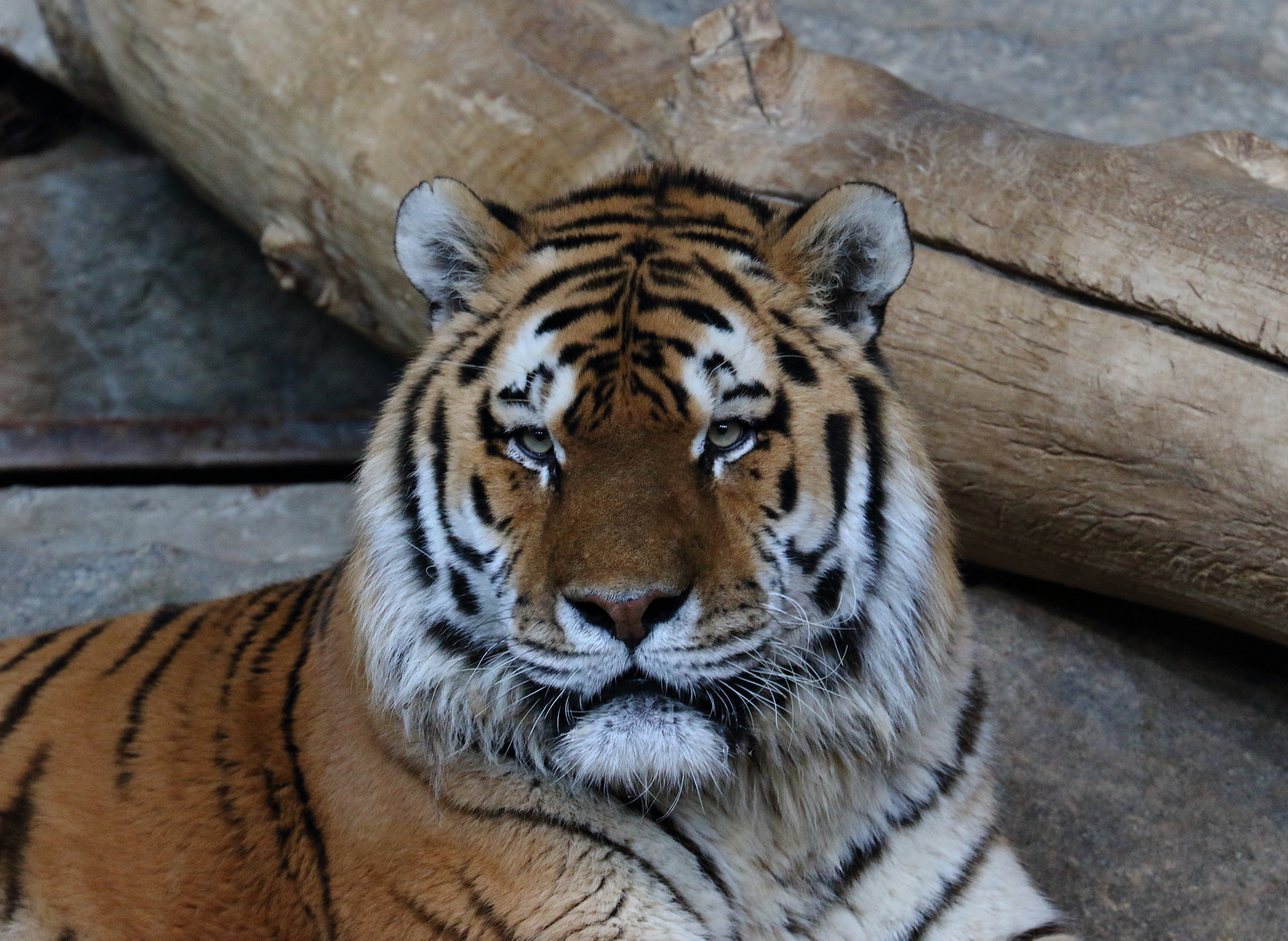 Eine hübsche Katze. Foto & Bild | tiere, zoo, wildpark & falknerei