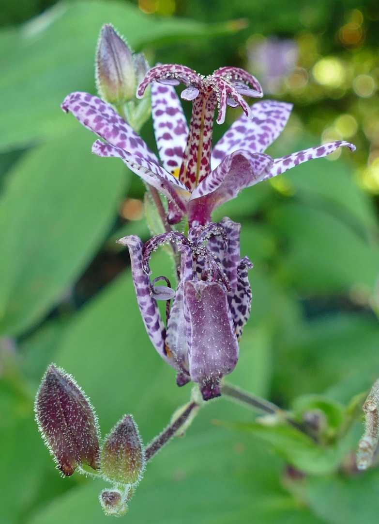 Eine hübsche kleine Lilienart im Freisinger "Staudensichtungsgarten