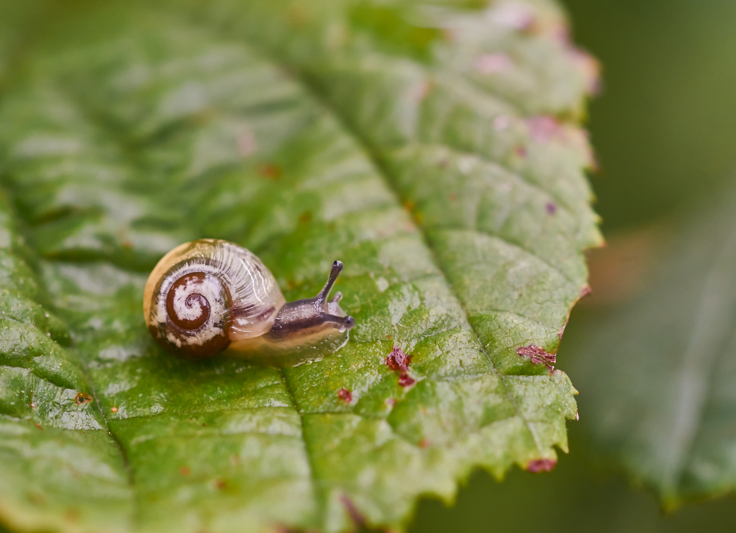 Eine hübsche, kleine Schnecke.