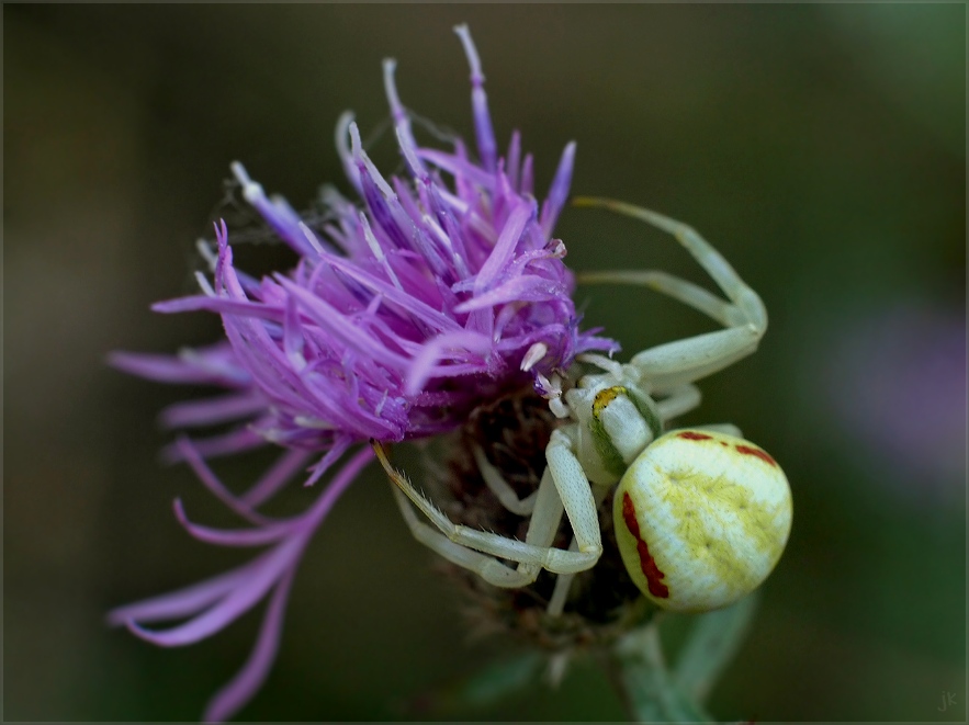 eine hübsche kleine spinne...