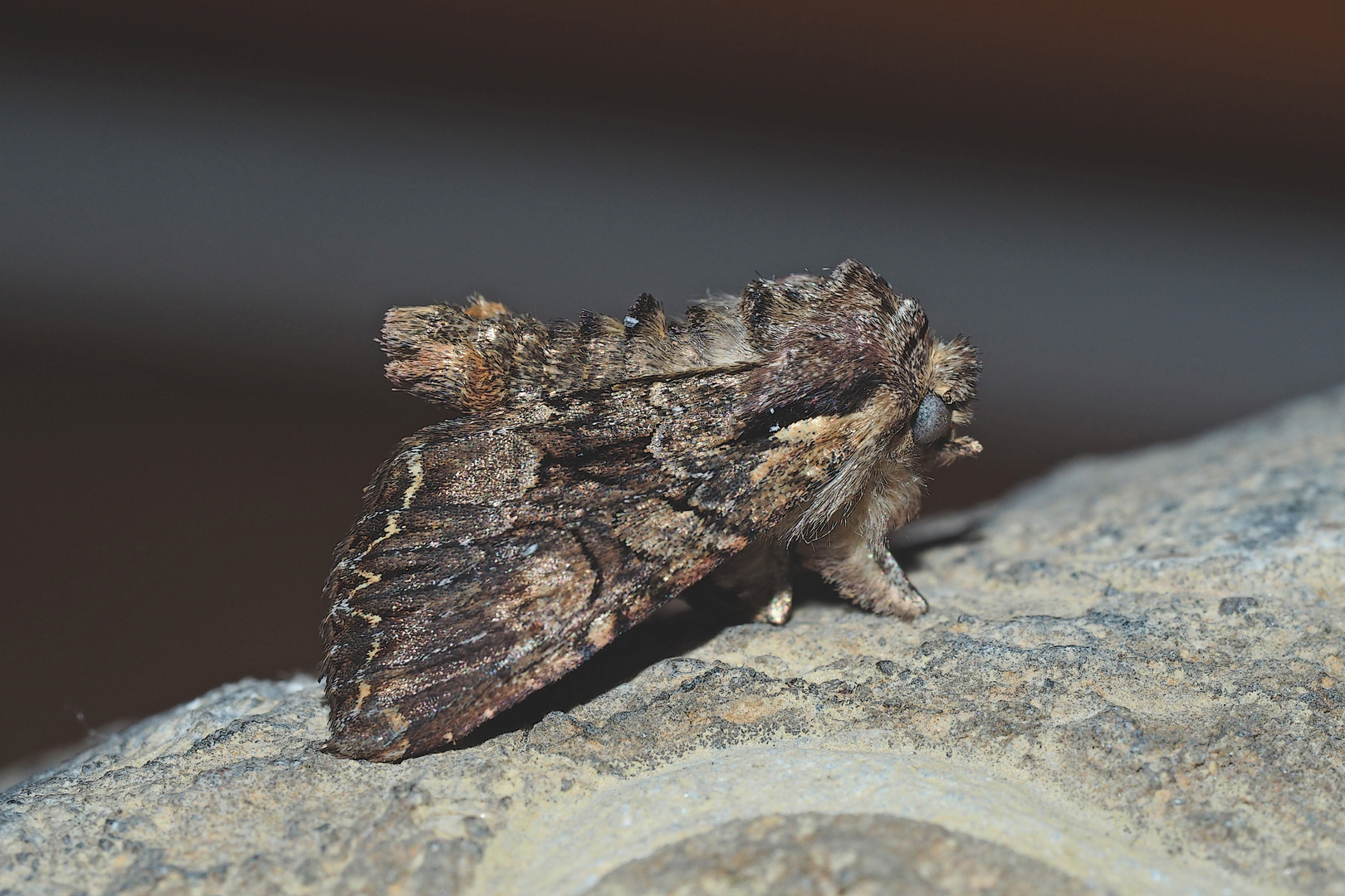 Eine hübsche Kräutereule (Lacanobia) auf einem Felsen ... 