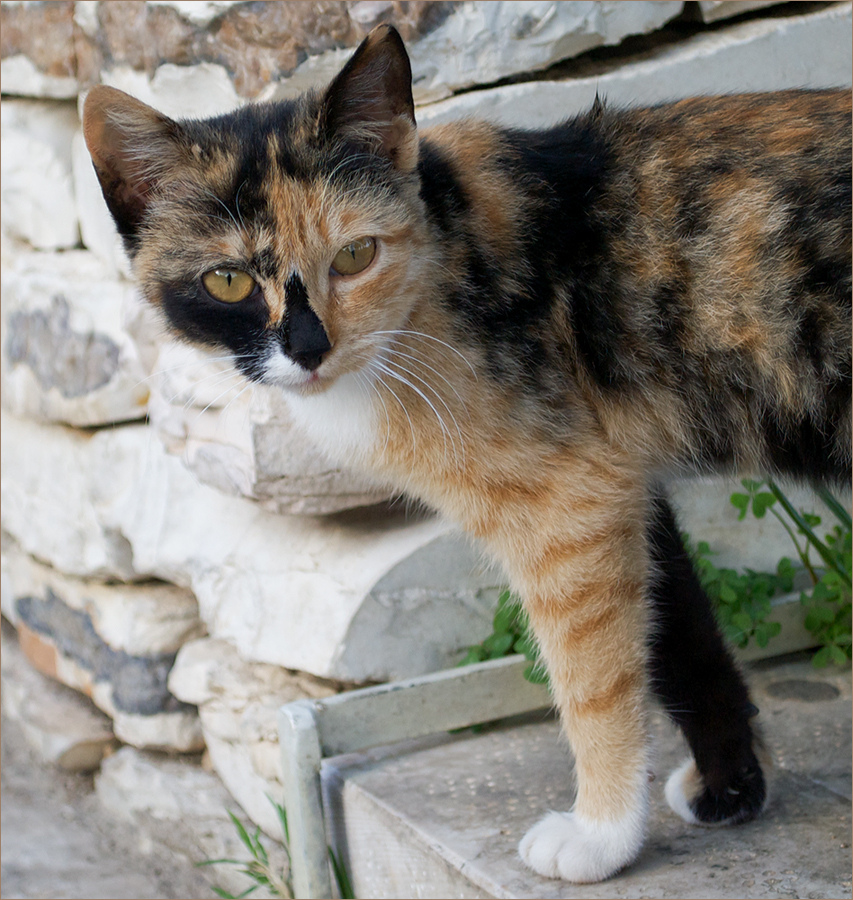 eine hübsche Lady